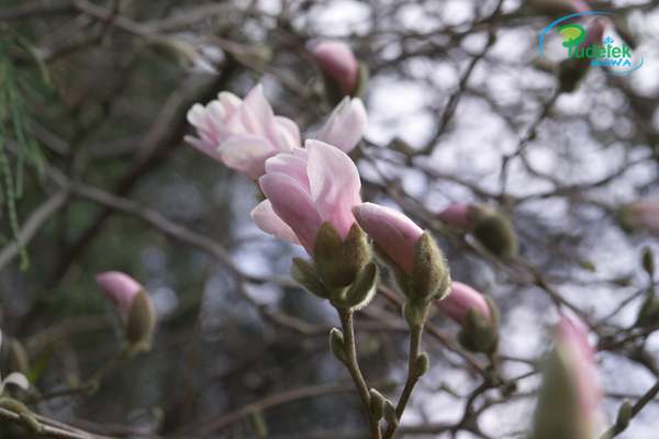 Magnolia Rosea